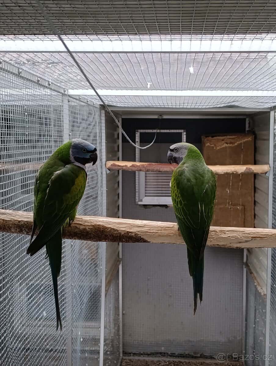 Alexandr čínský 1