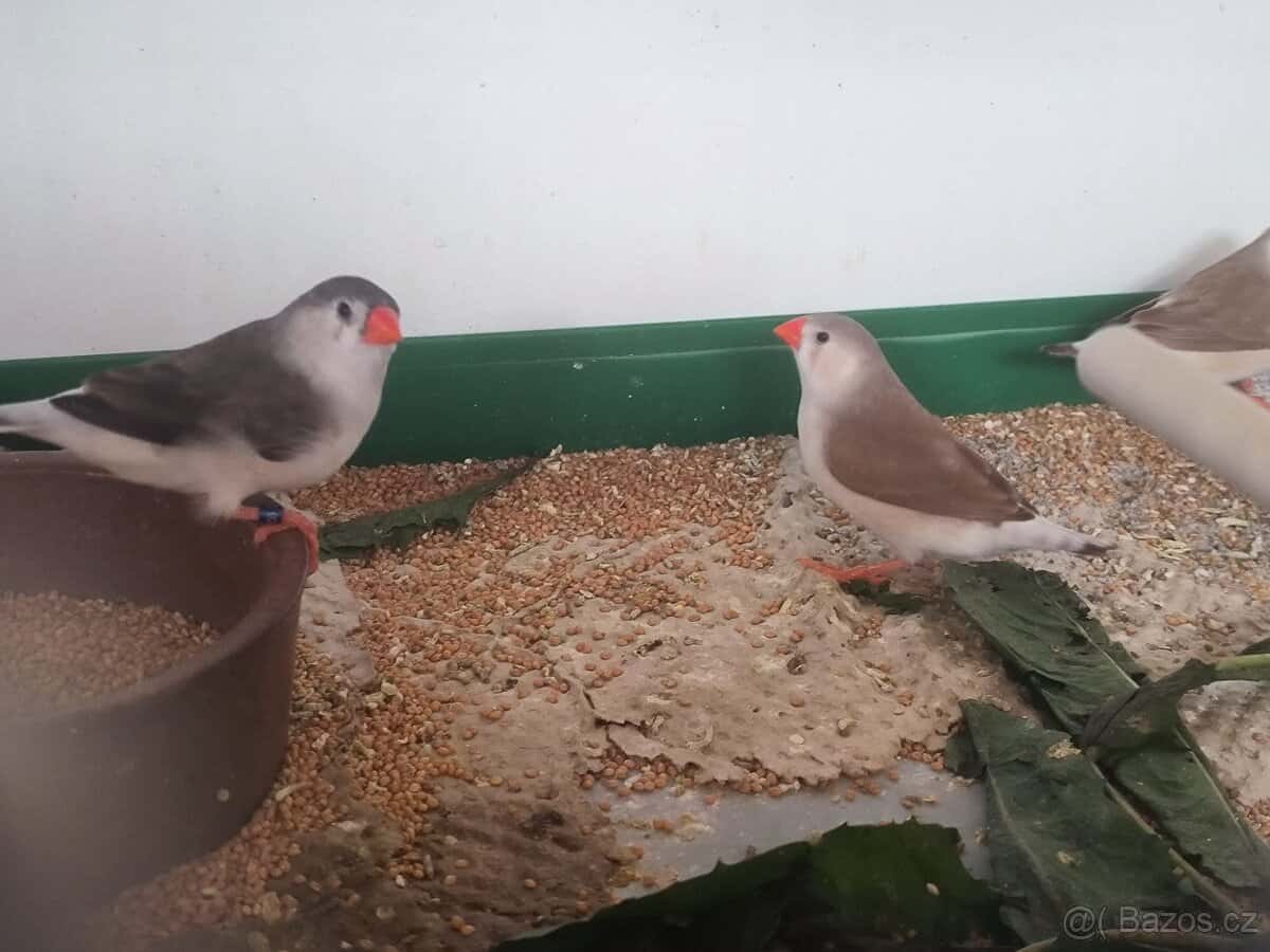 Zebřičky Penguin 3