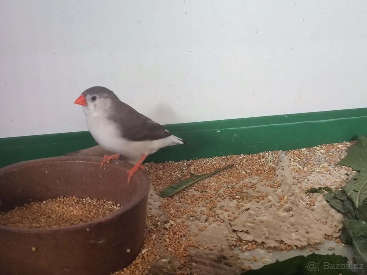 Zebřičky Penguin 4