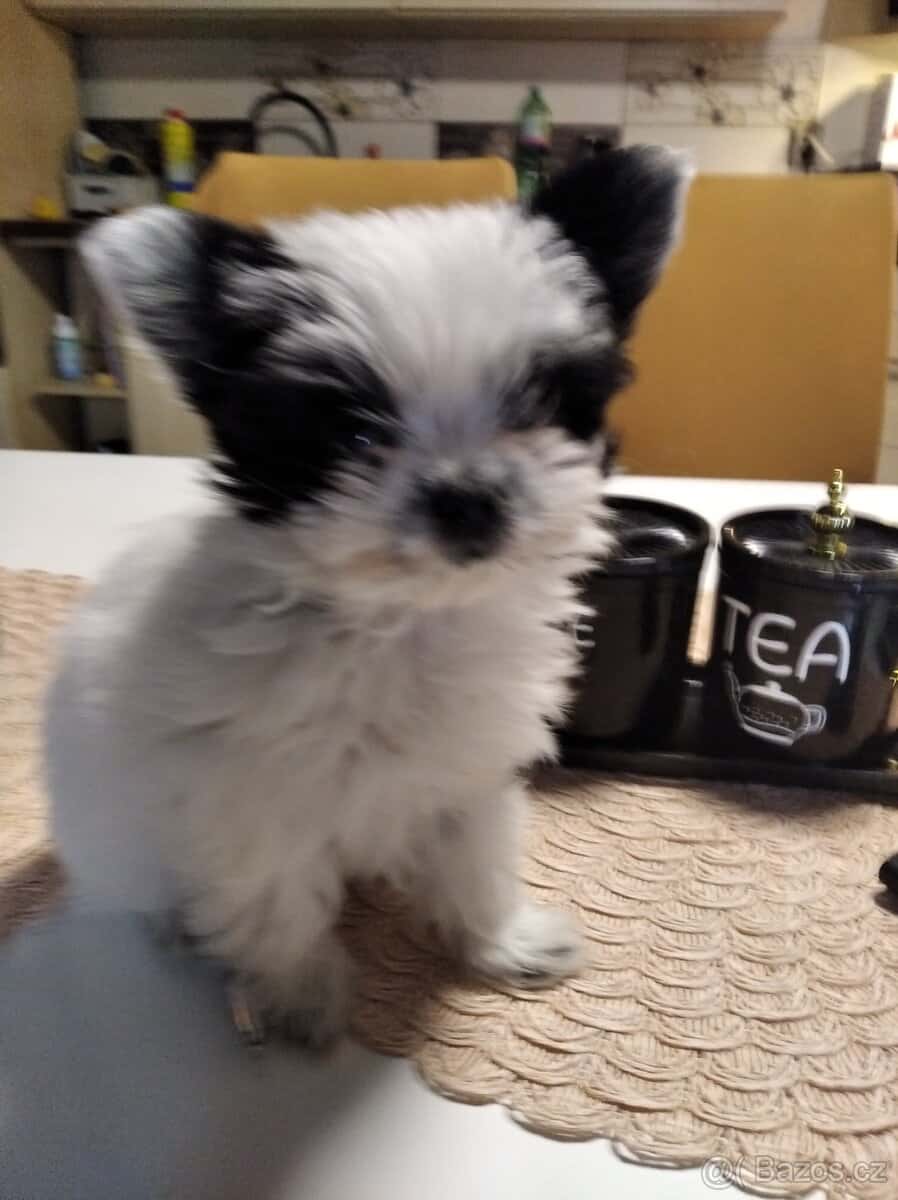 Yorkširsky teriér - 3