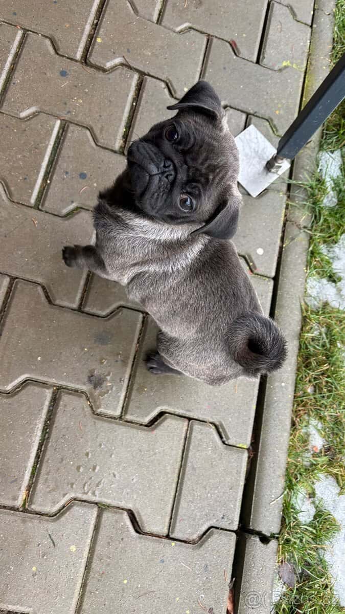 Štěně Mops 2