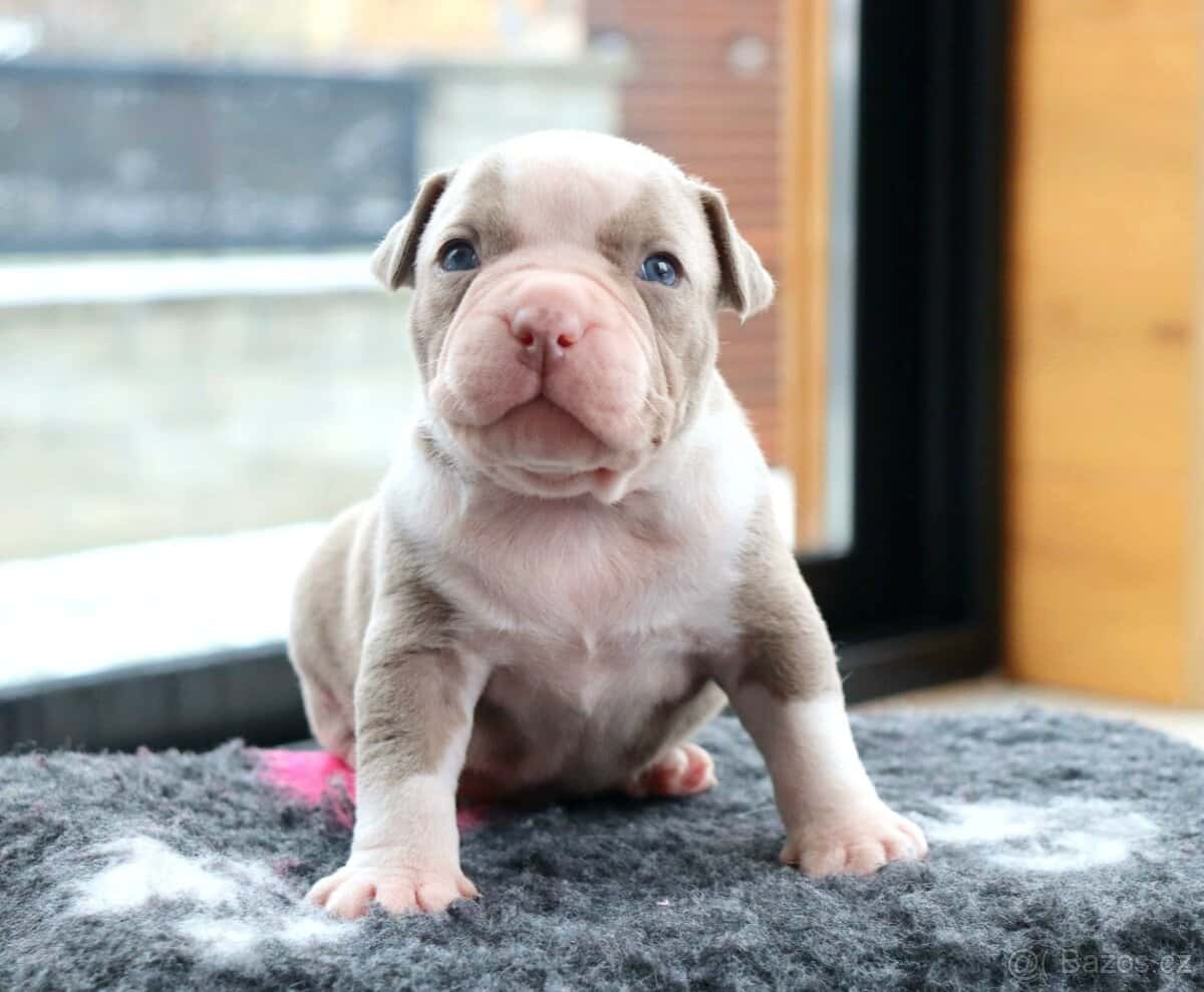 American bully 3