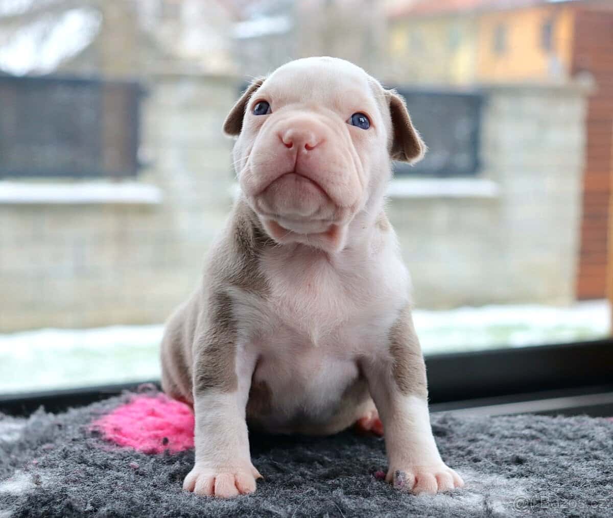 American bully 6