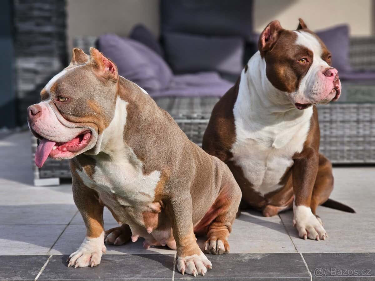 American bully 8