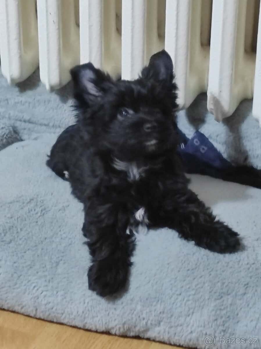 Jorkšírský terier 1