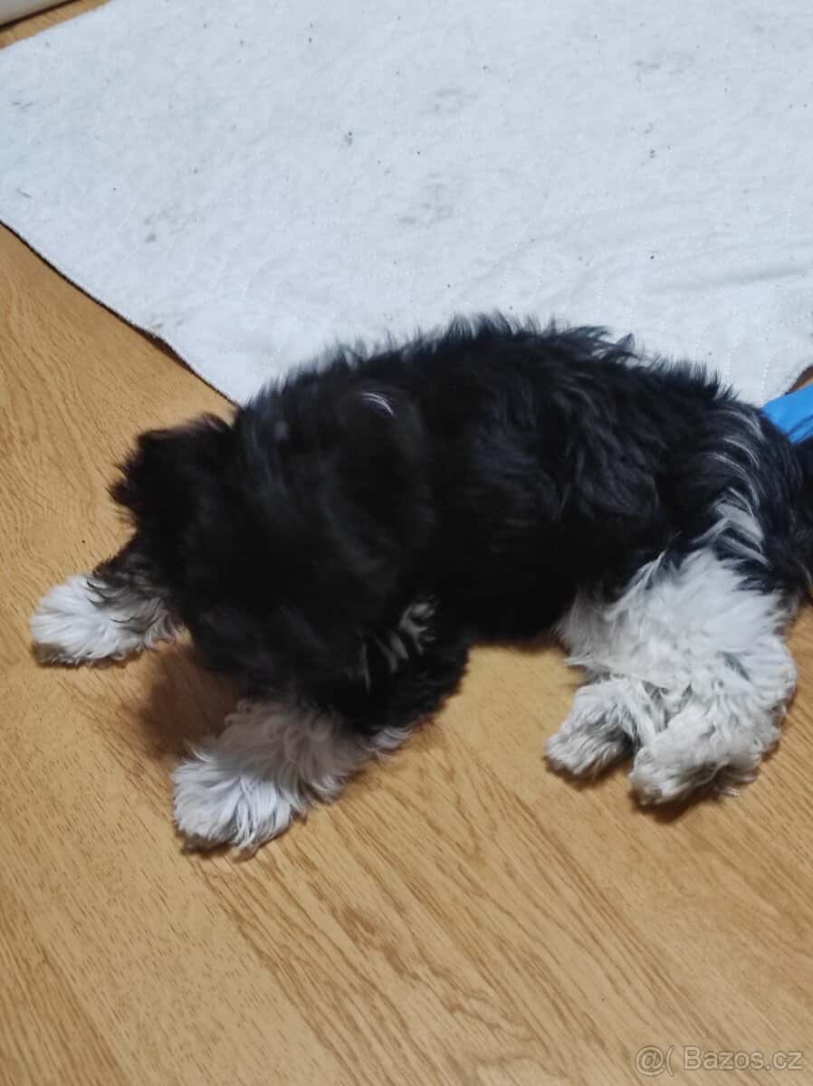 Jorkšírský terier 3