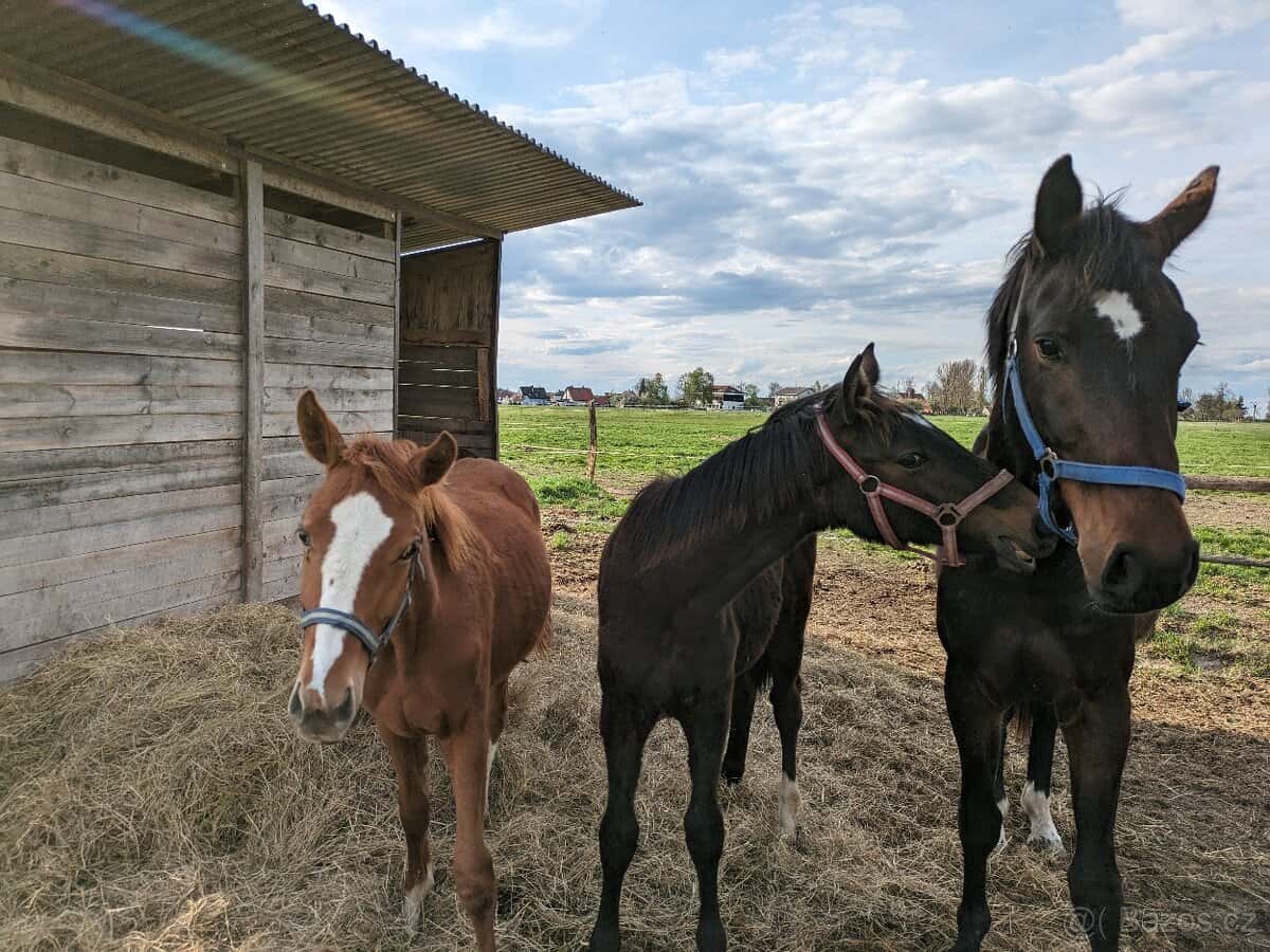 Více koni,hřebci,valaši,klisny 4