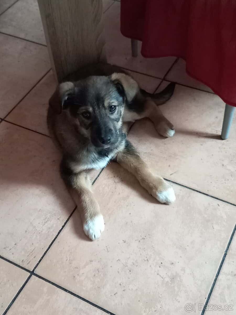 Prodám štenatko 2
