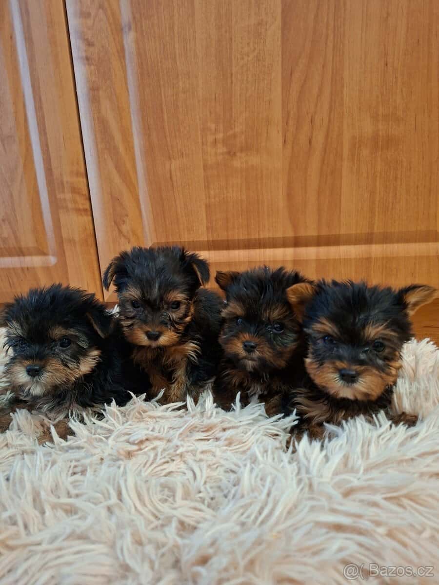 Yorkšírsky teriér 1