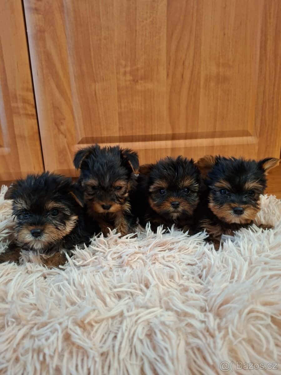 Yorkšírsky teriér 5