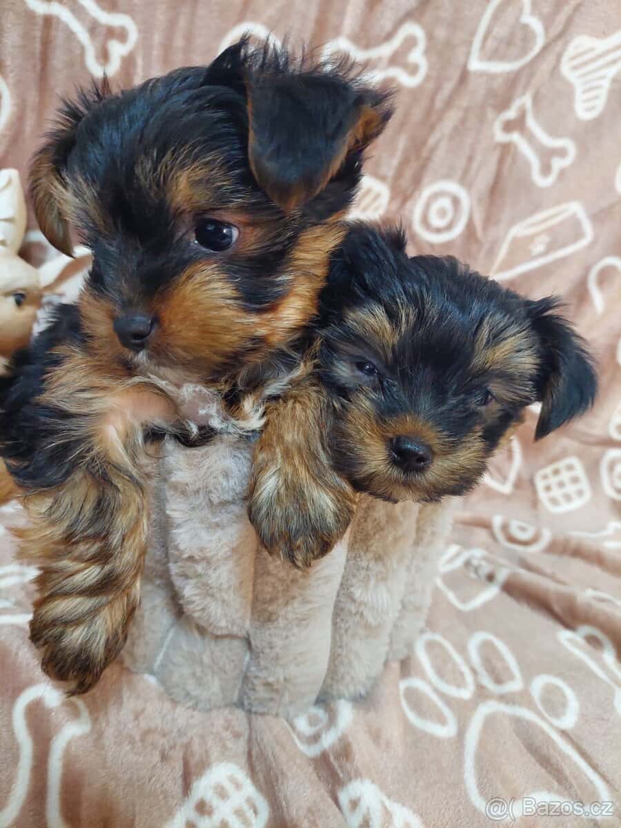 Jorkšírský teriér 7