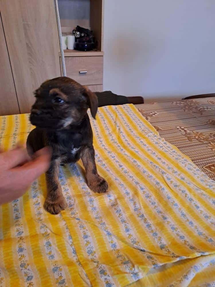 Štěňata Border teriéra 3