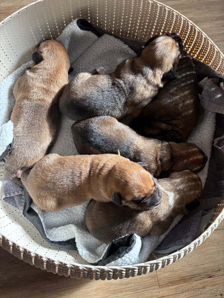 Španělský mastin 2