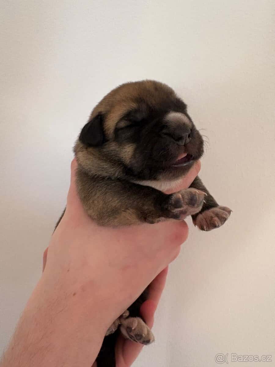 Španělský mastin 3