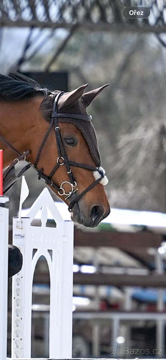 Mexická uzdečka cob 2