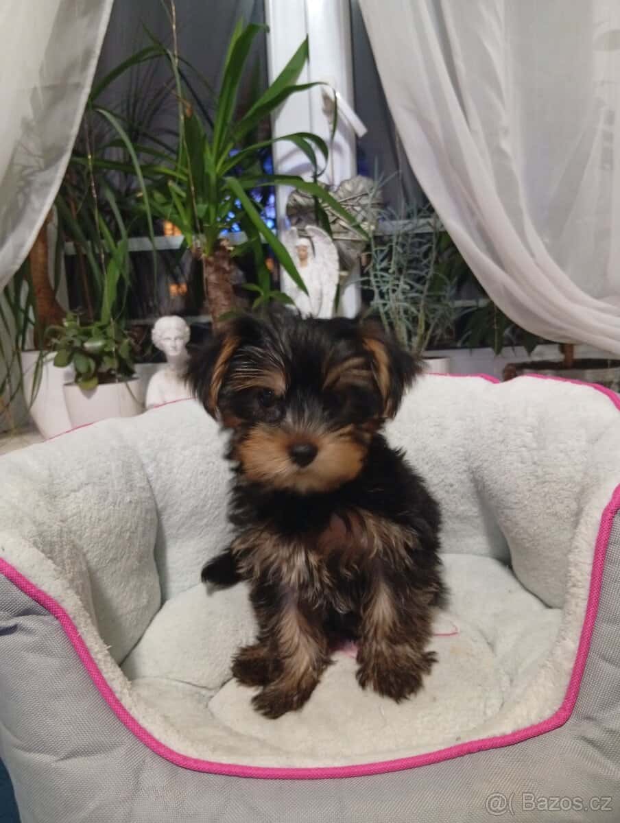 Jorkšírský teriér 4