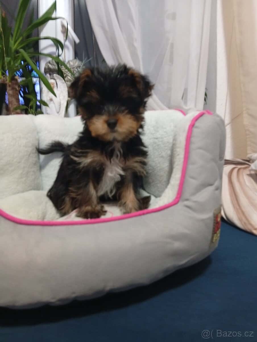 Jorkšírský teriér 5