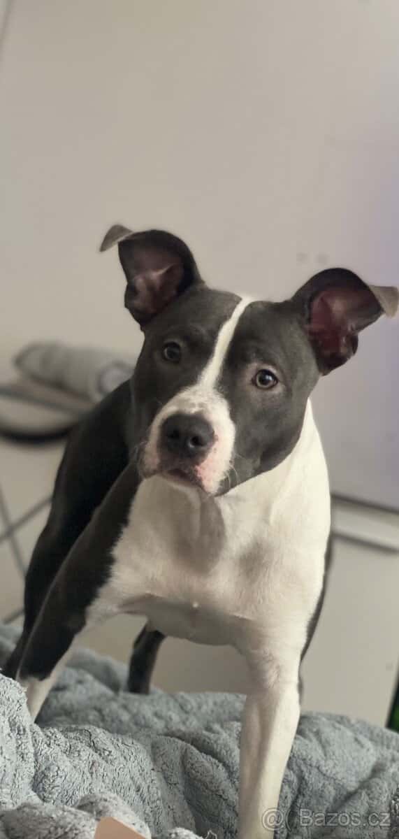 Prodám psa 2
