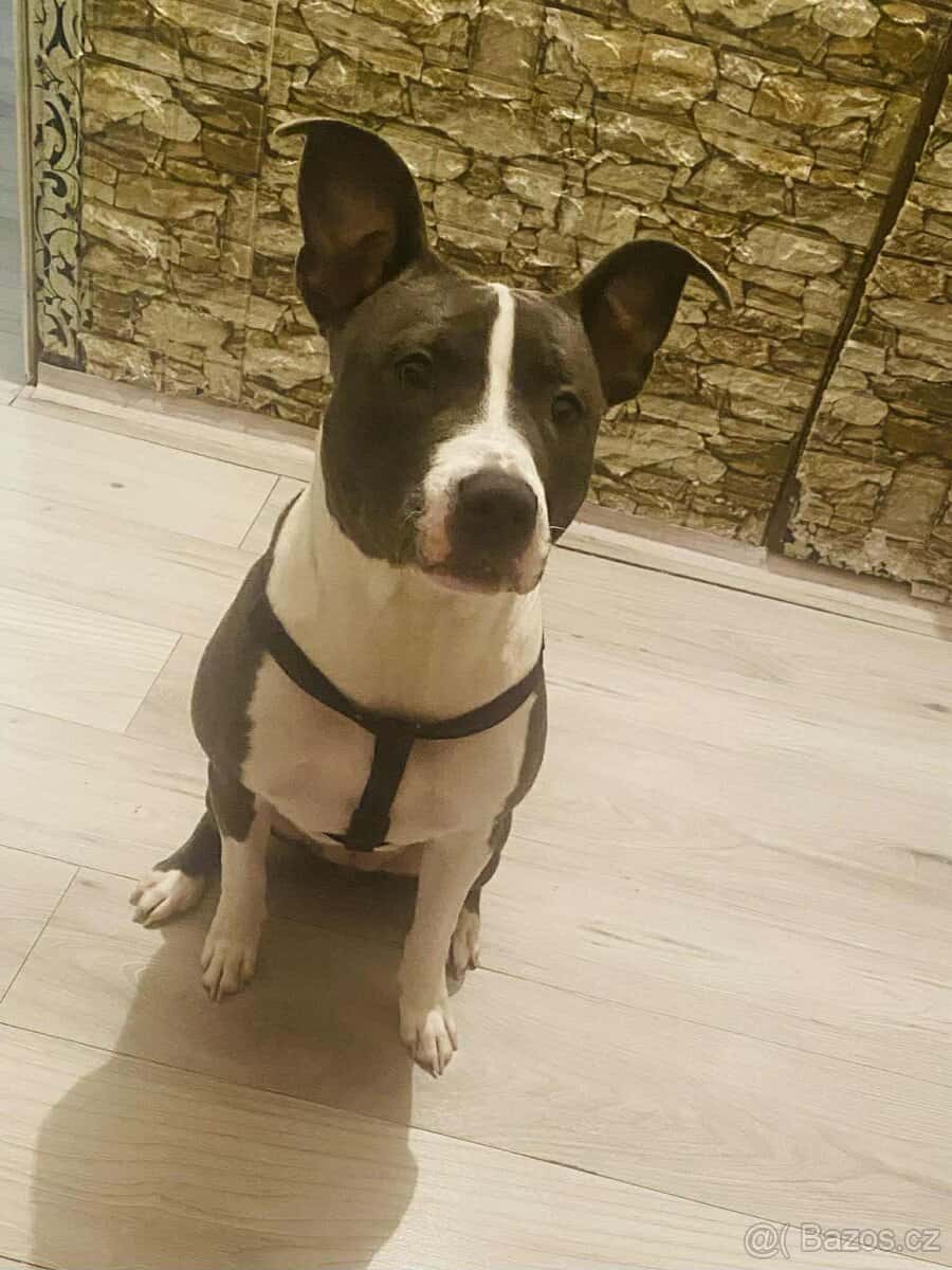 Prodám psa 5