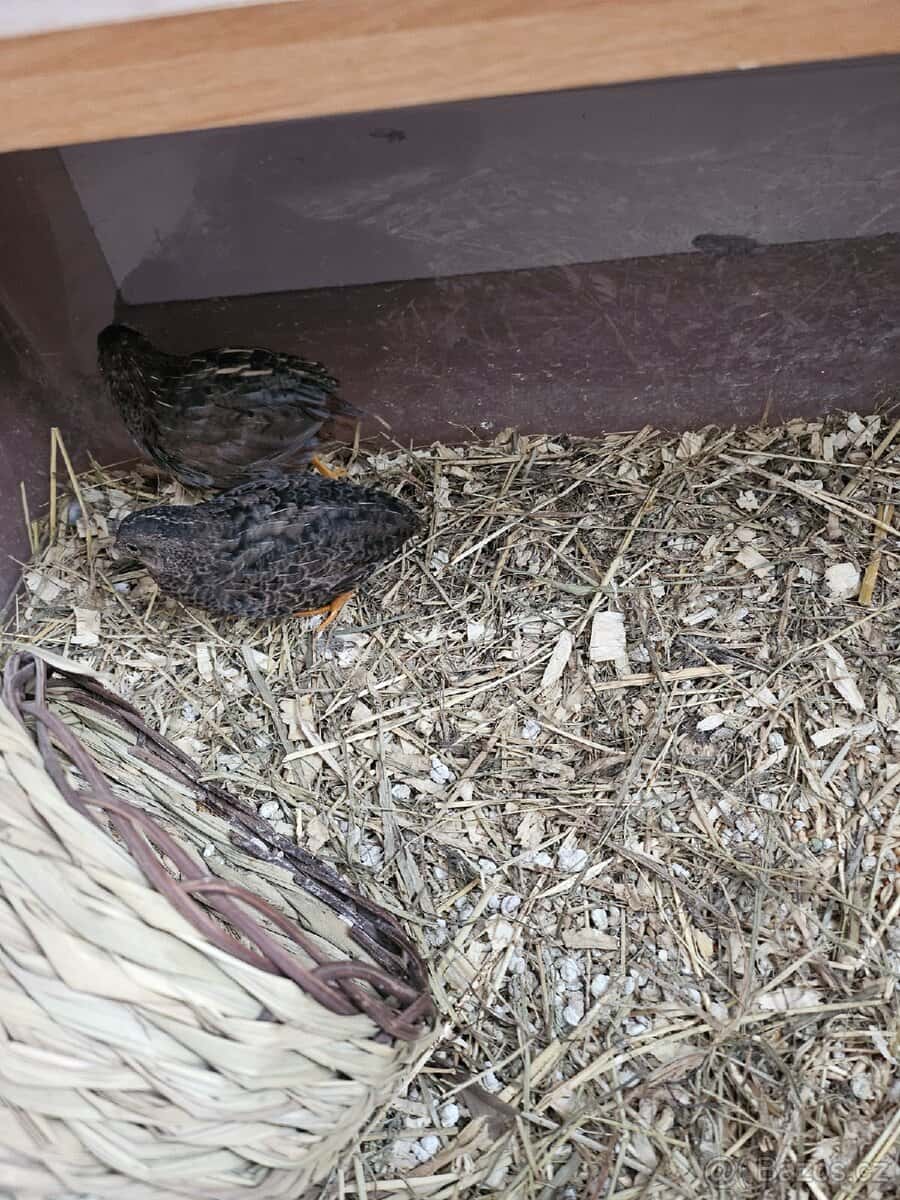 Křepelky čínské 2