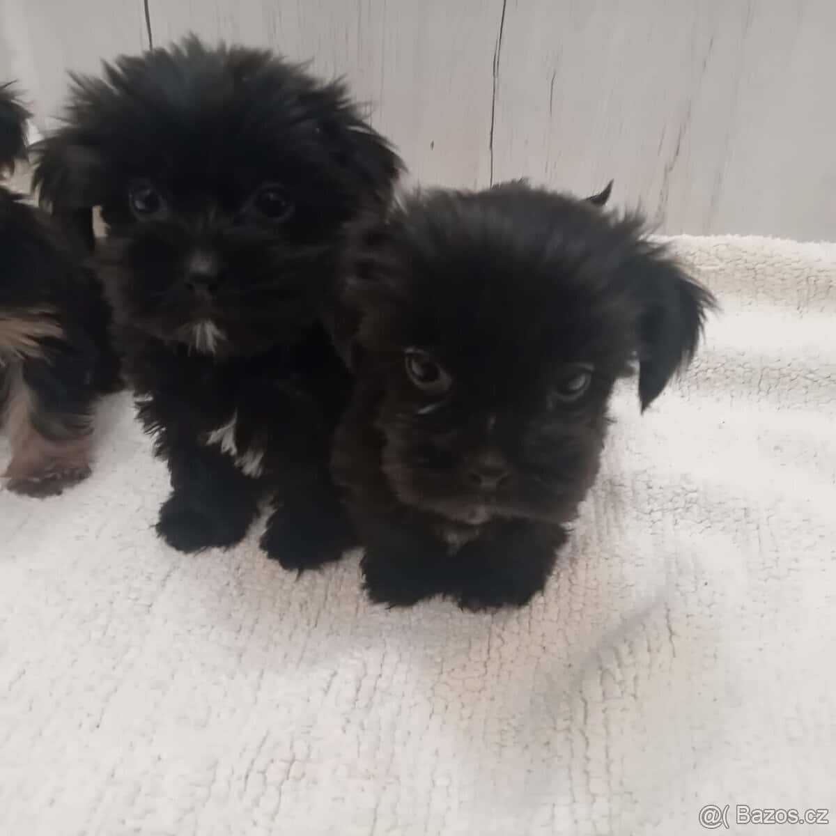 Jorkšírský teriér 4