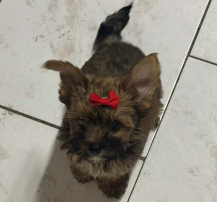 Jorkšírský teriér 3