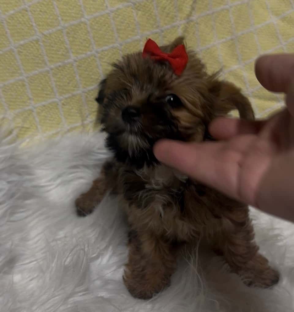 Jorkšírský teriér 4