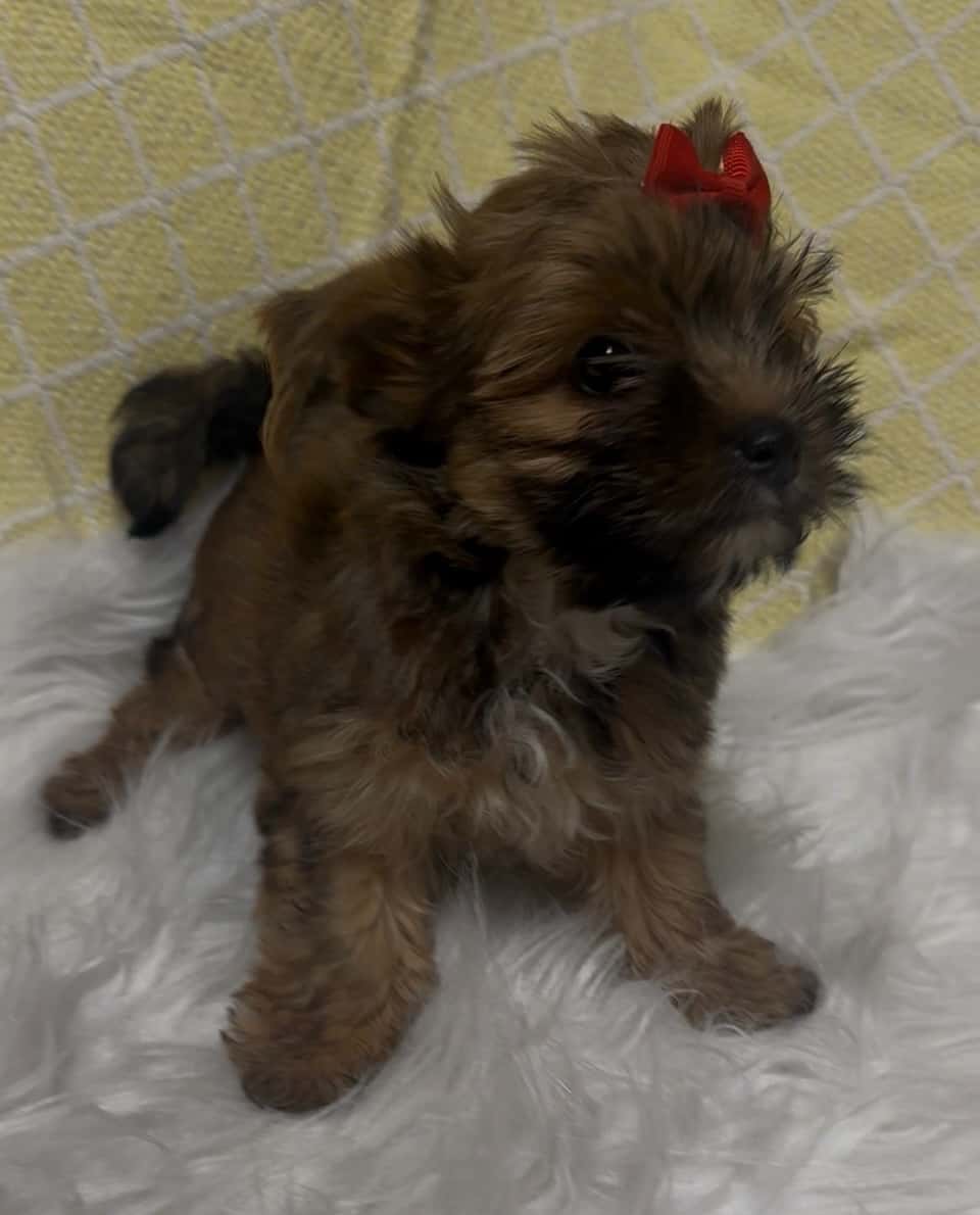 Jorkšírský teriér 6