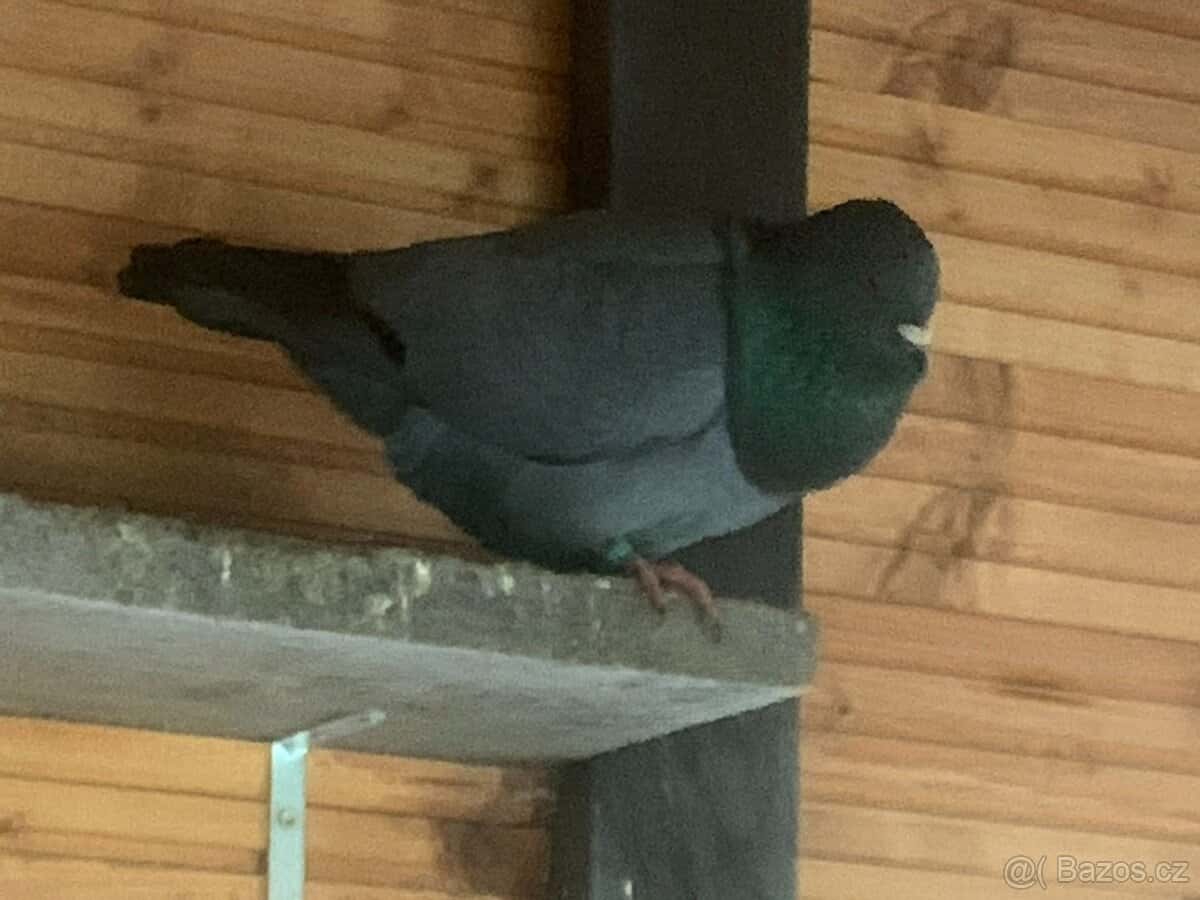 holubi "Benešovský modrý" 1