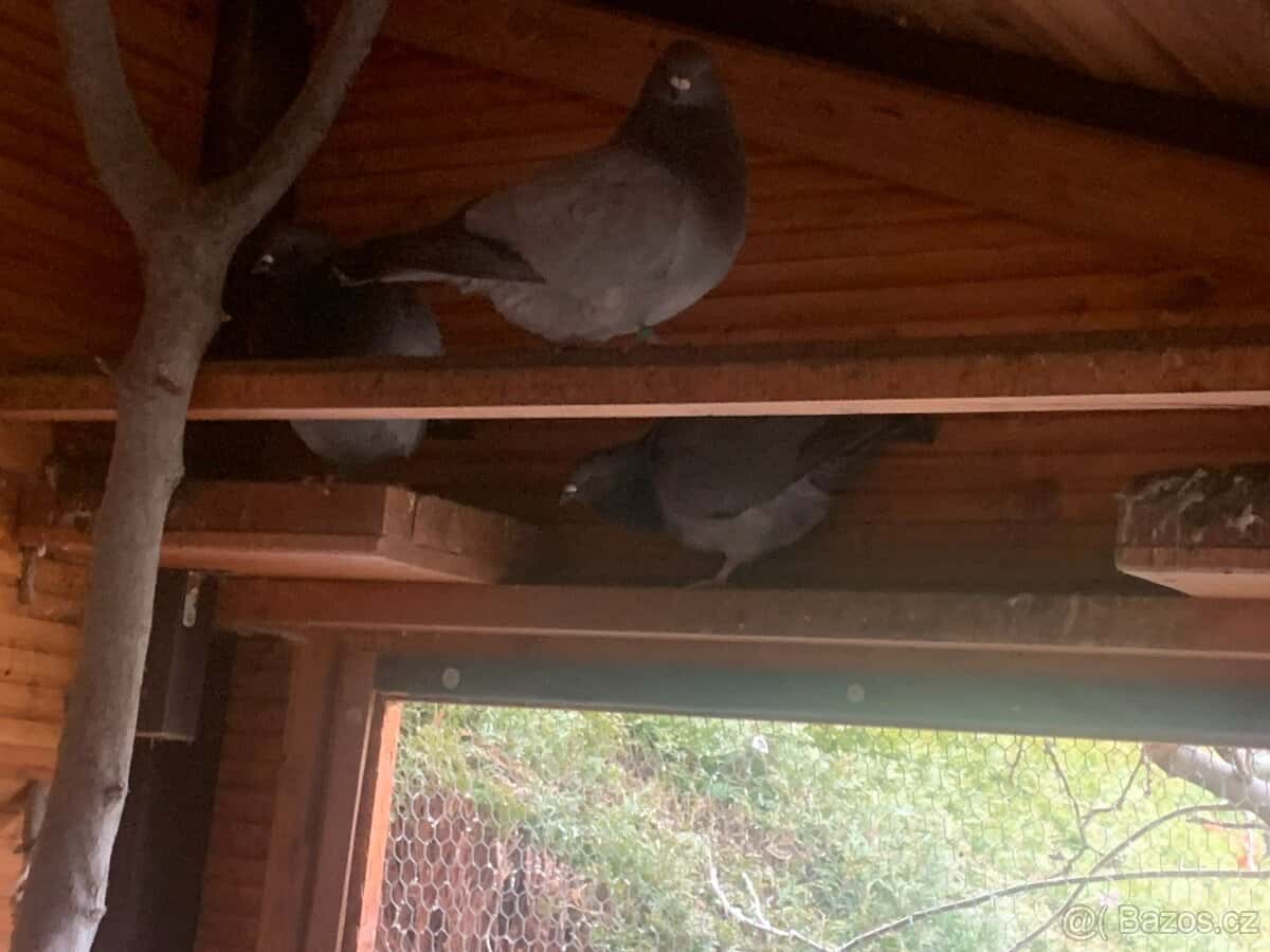 holubi "Benešovský modrý" 2