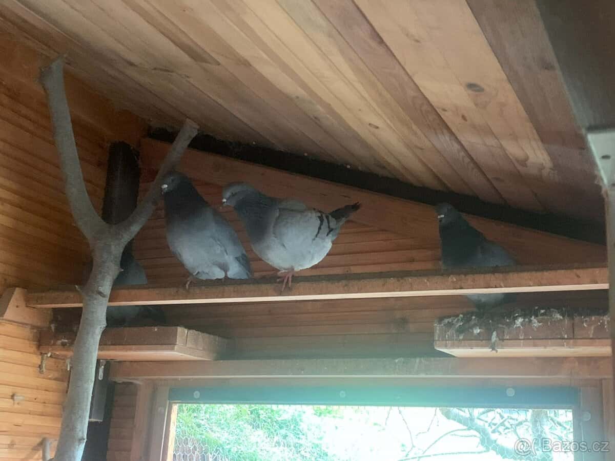 holubi "Benešovský modrý" 4