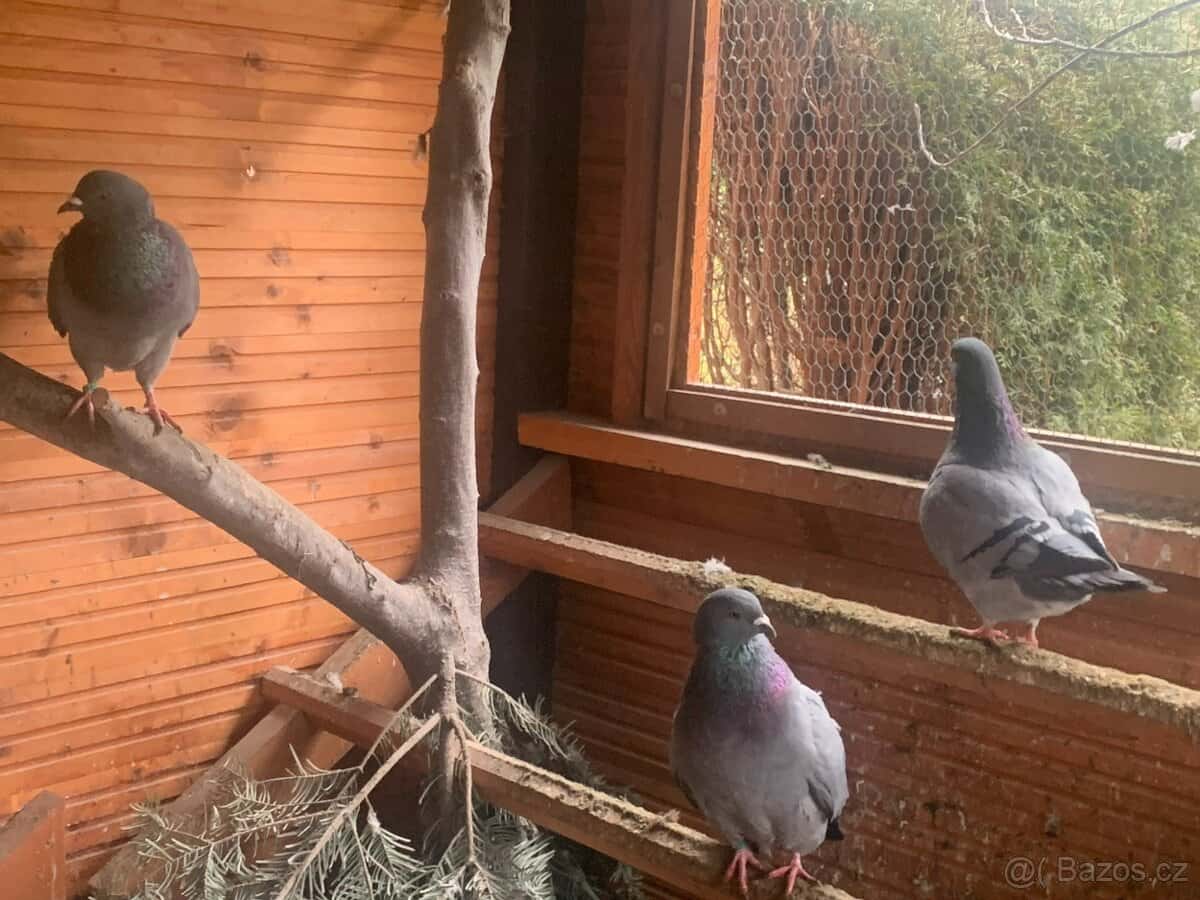 holubi "Benešovský modrý" 6
