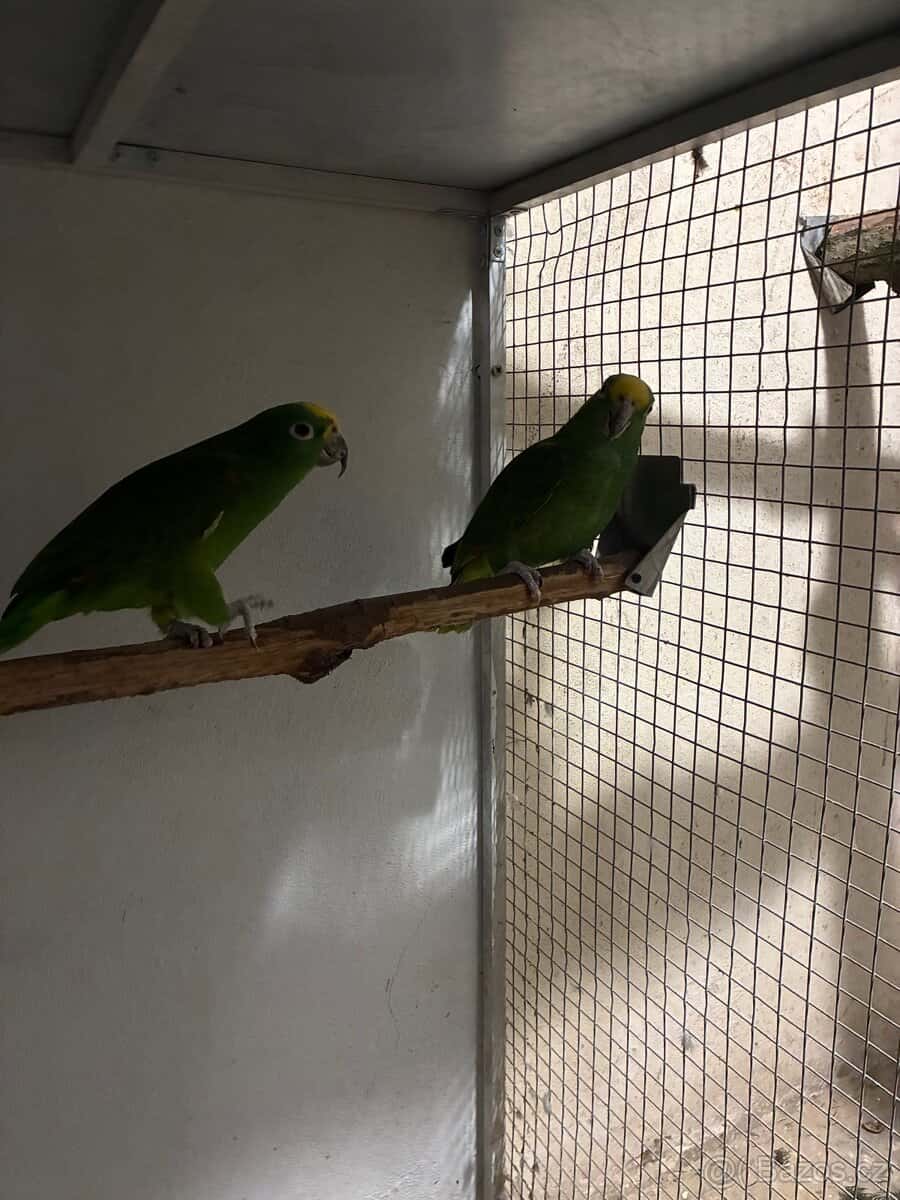 Amazoňan panamský 2