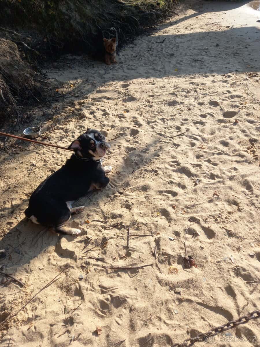 Americký Bully pocket 2