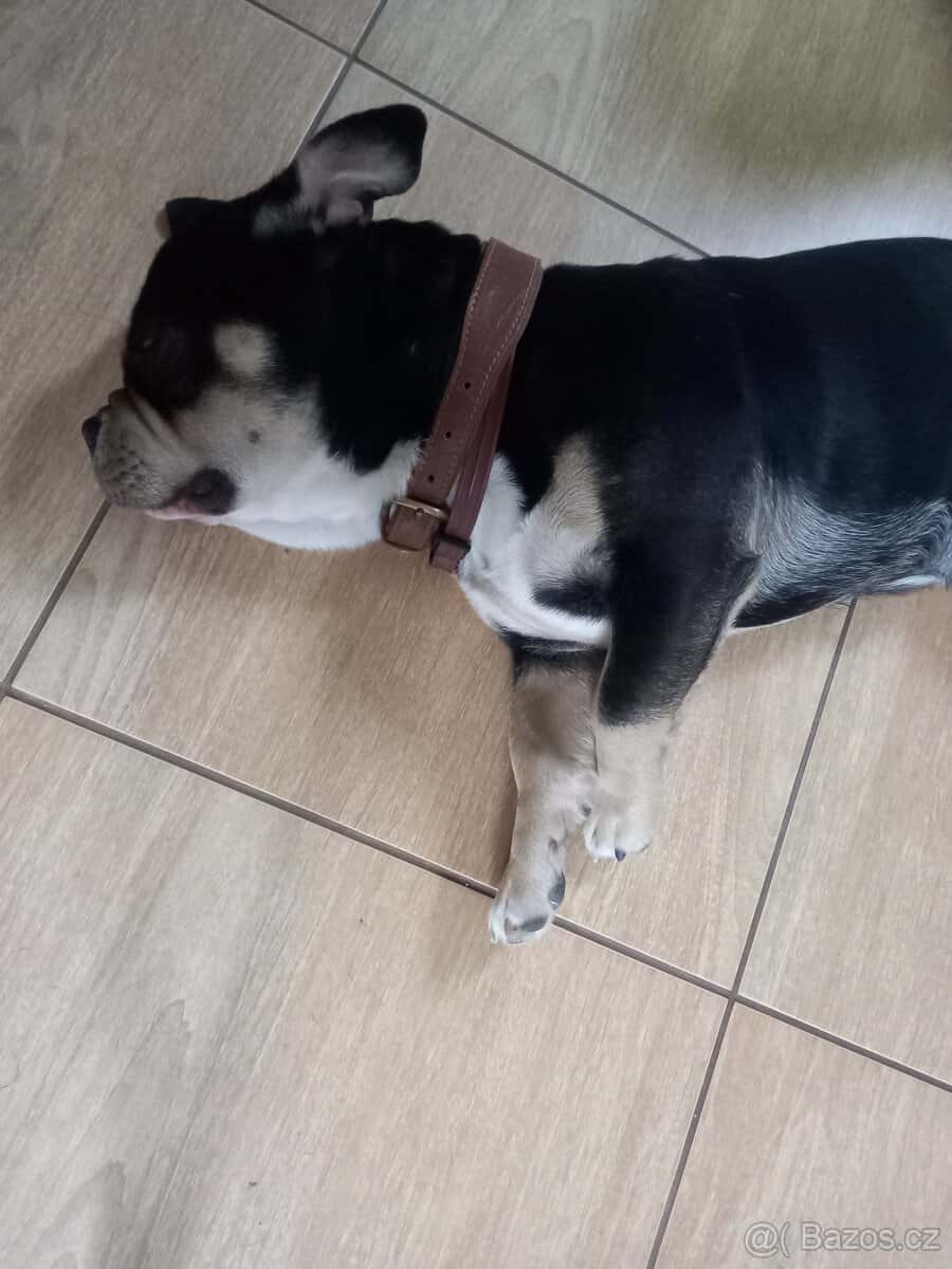 Americký Bully pocket 4