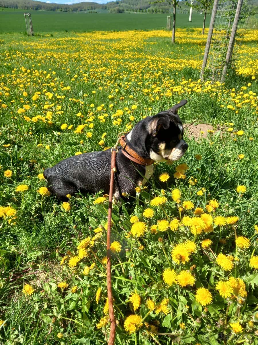 Americký Bully pocket 5