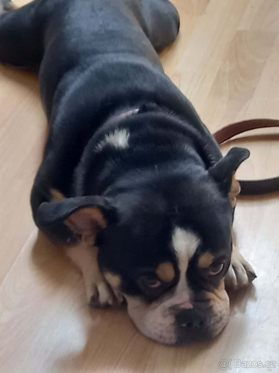 Americký Bully pocket 7