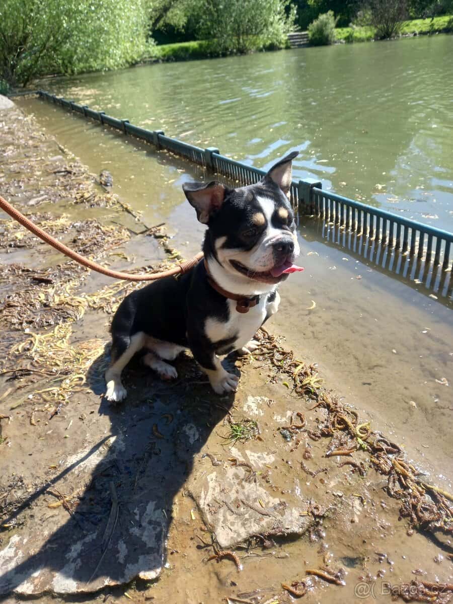 Americký Bully pocket 8