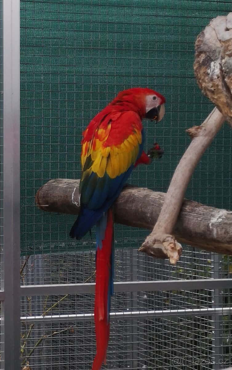 ARA arakanga macao 3