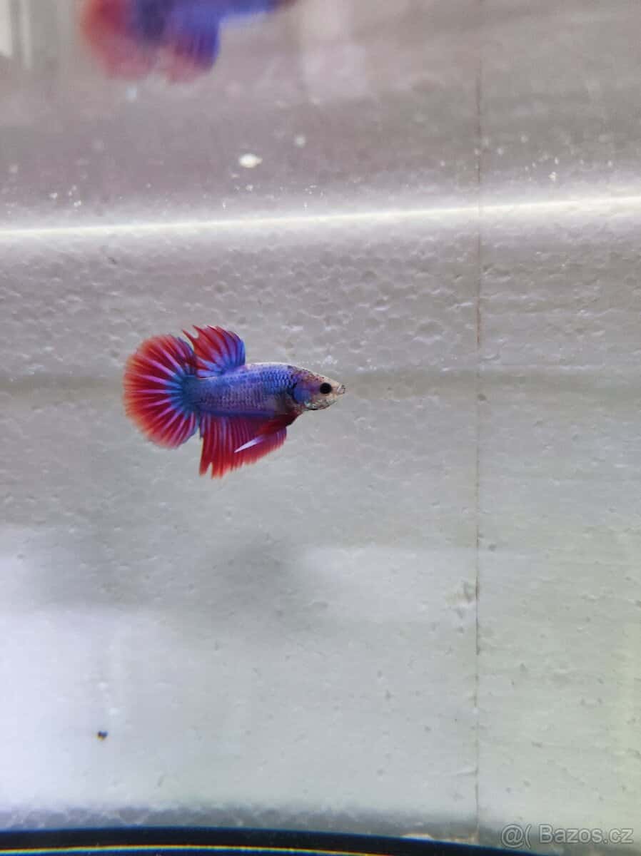 Betta bojovnice 1