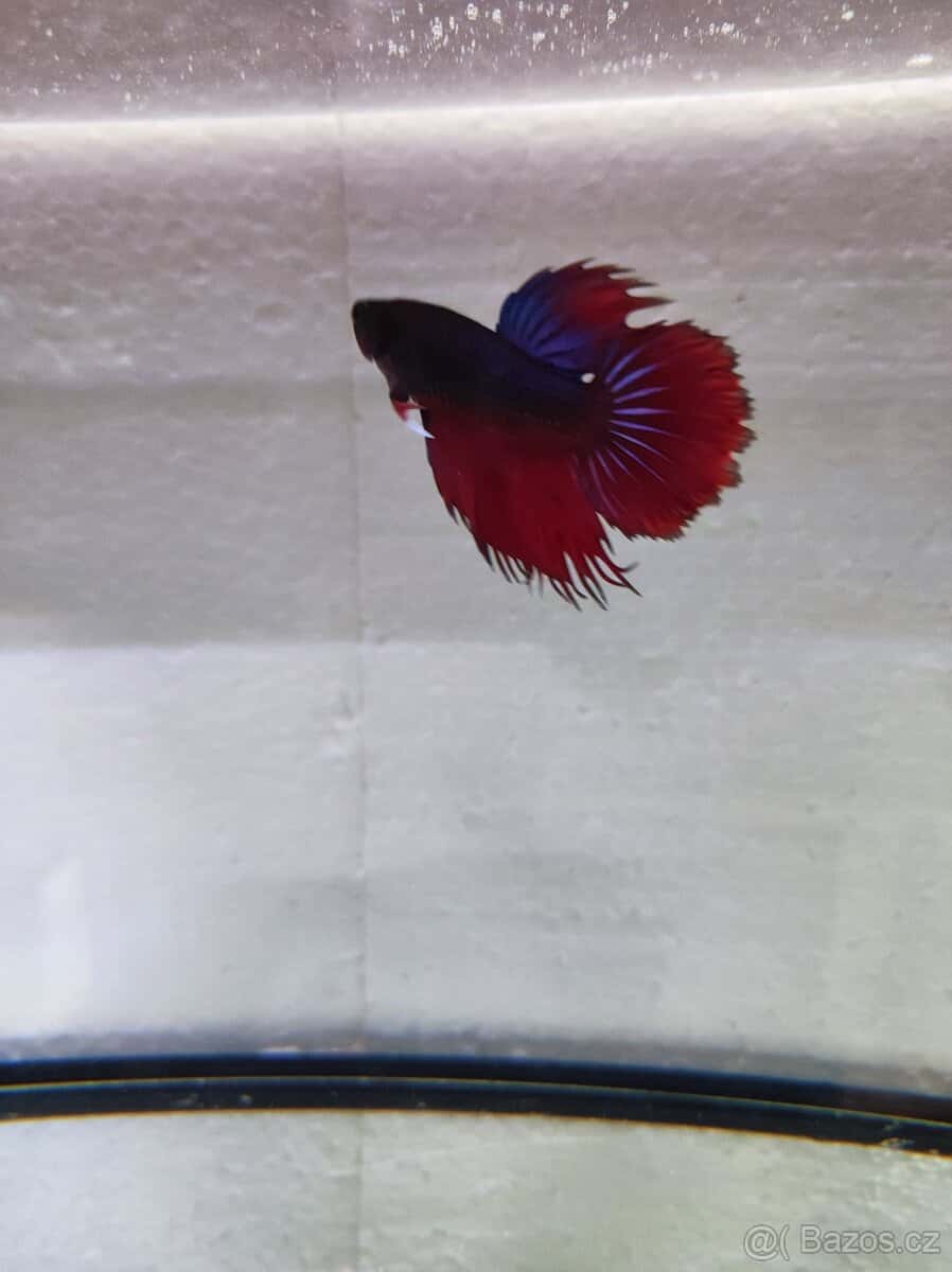 Betta bojovnice 3