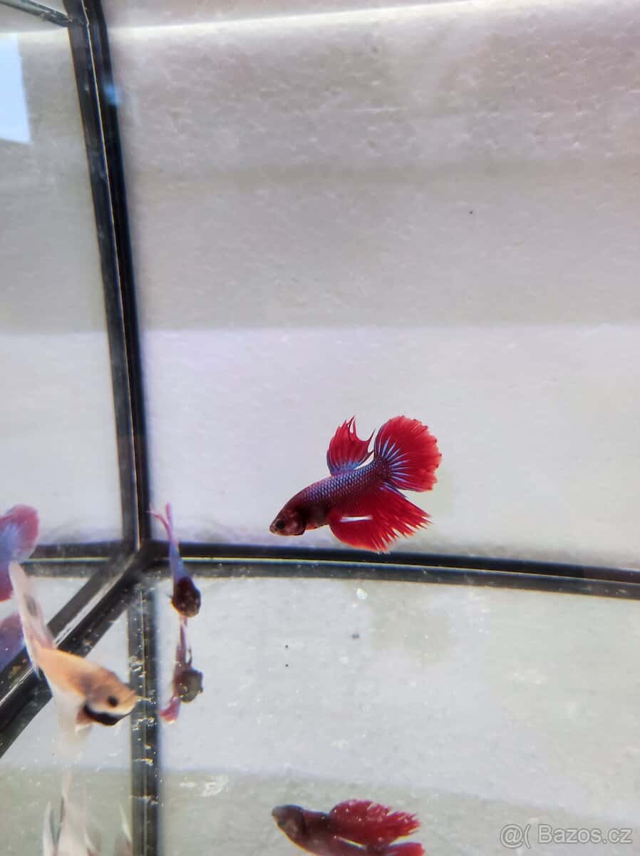 Betta bojovnice 5