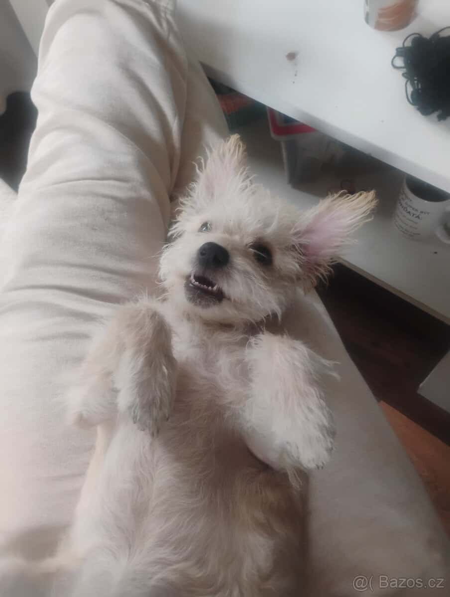 Prodám štěňátko 1