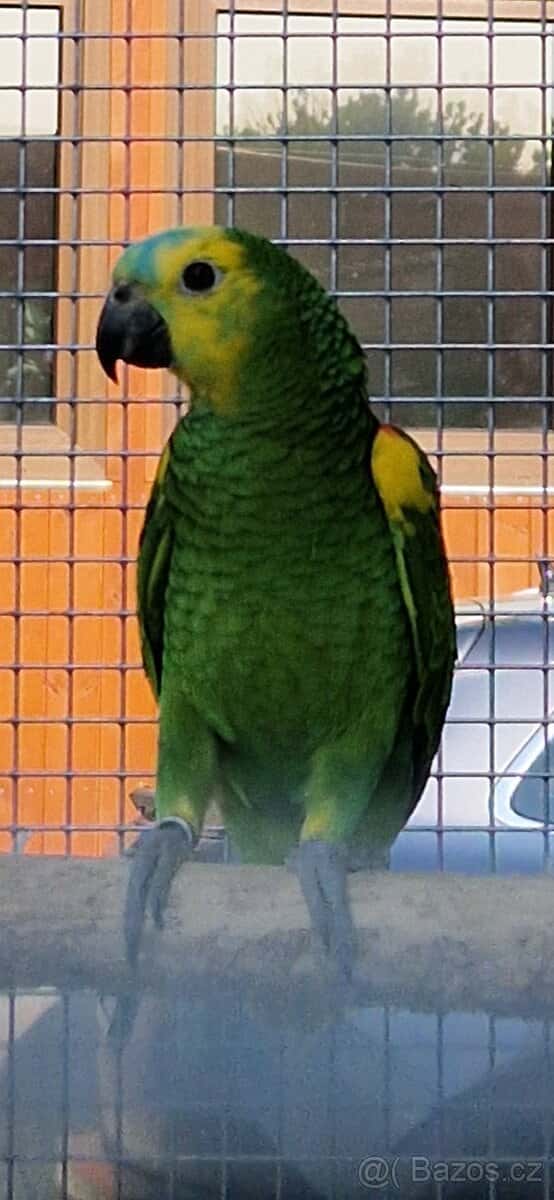 Amazoňan modročelý 1