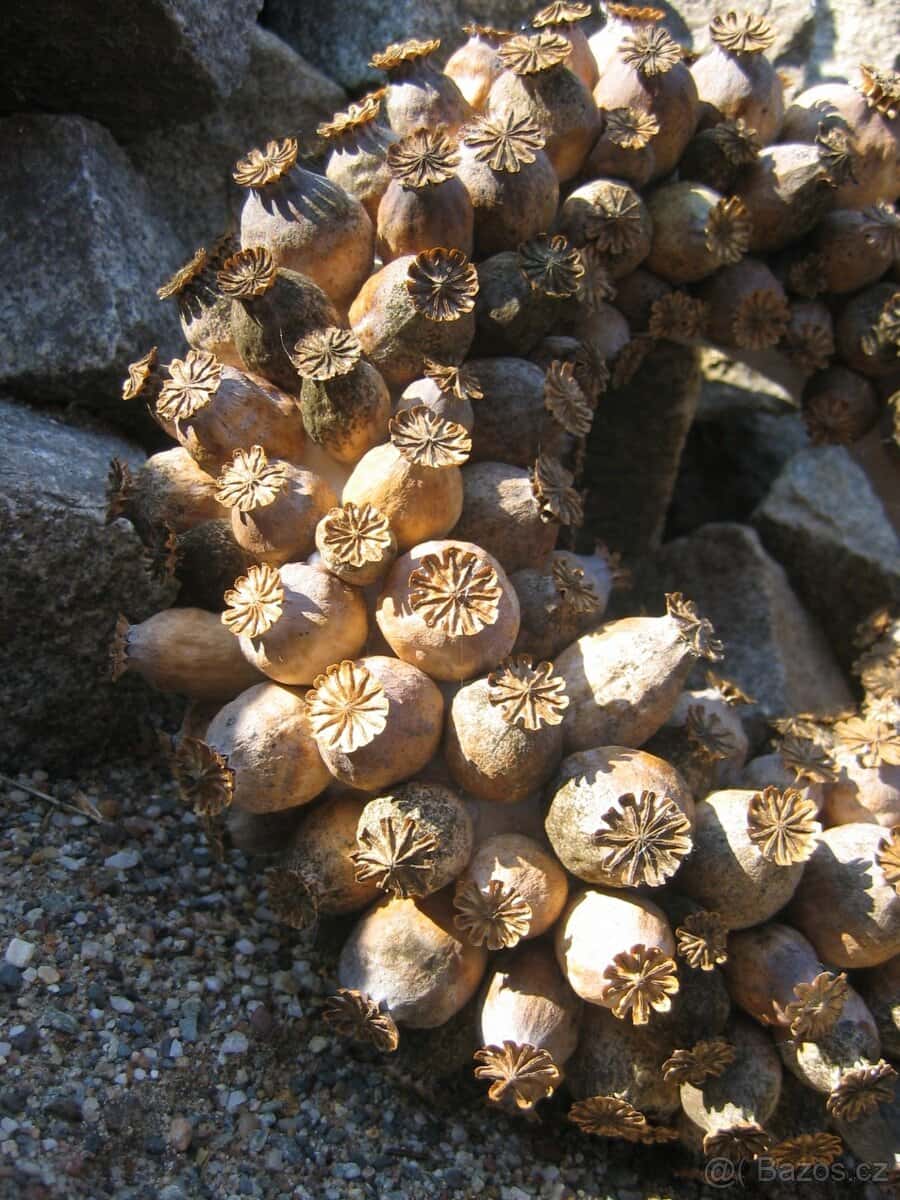 Modrý +++ bílý mák. 3