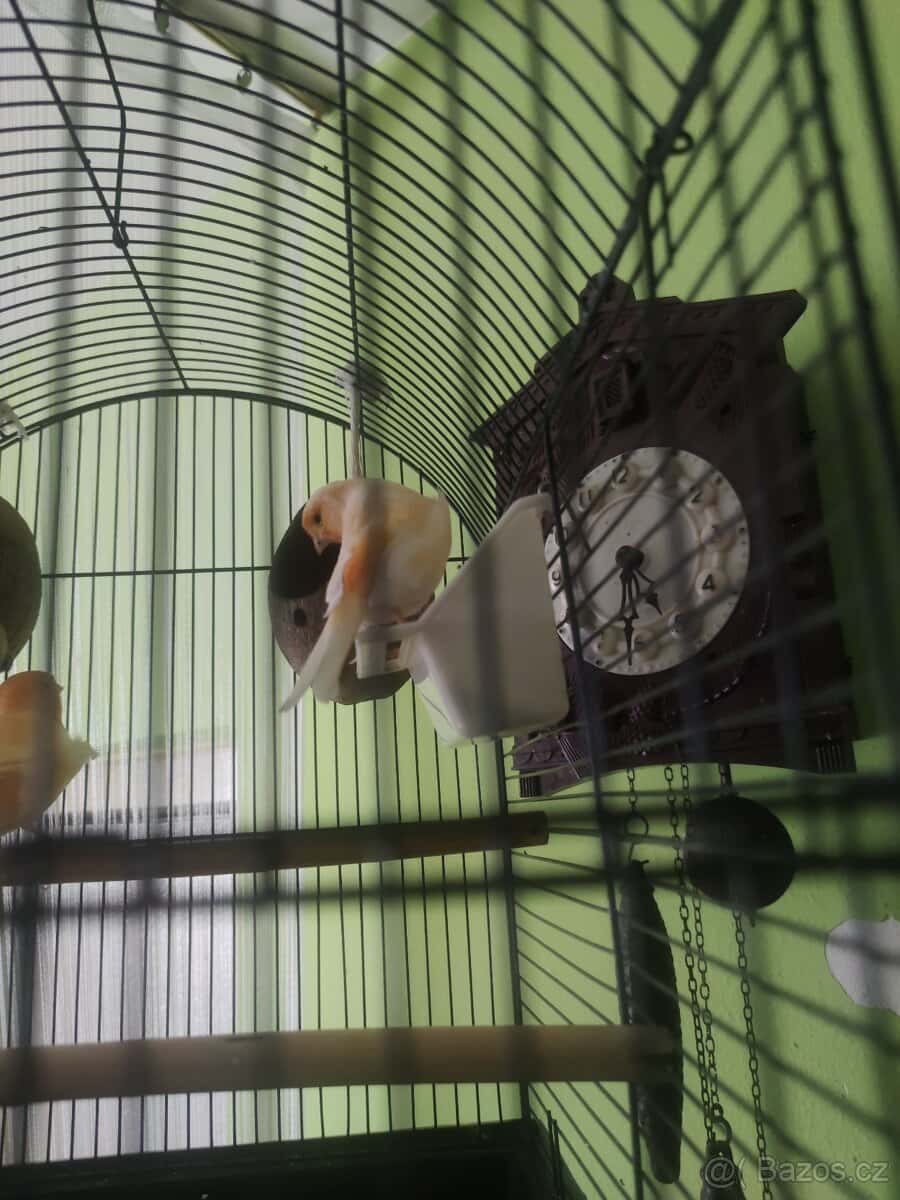 Kanár samice +klec 2