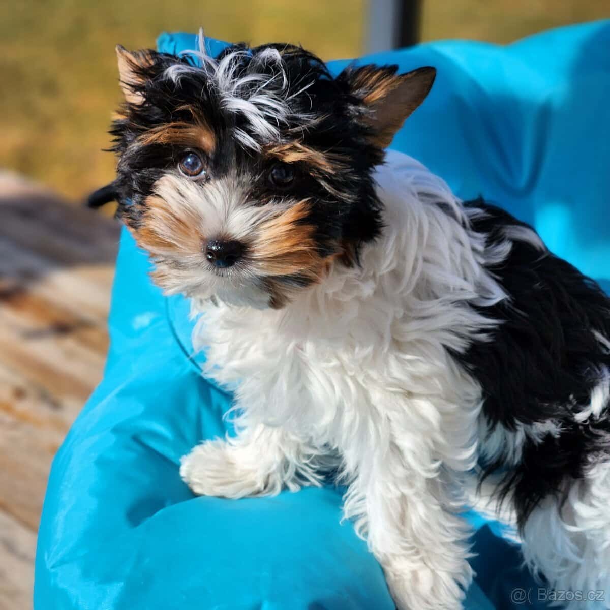 Jorkšírský teriér 2