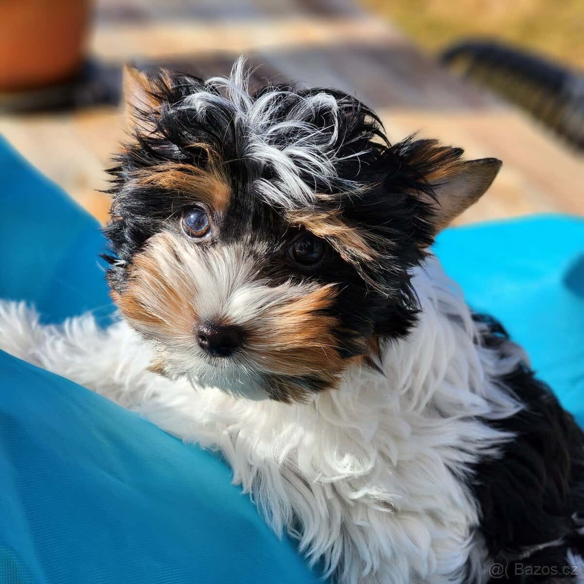 Jorkšírský teriér 3