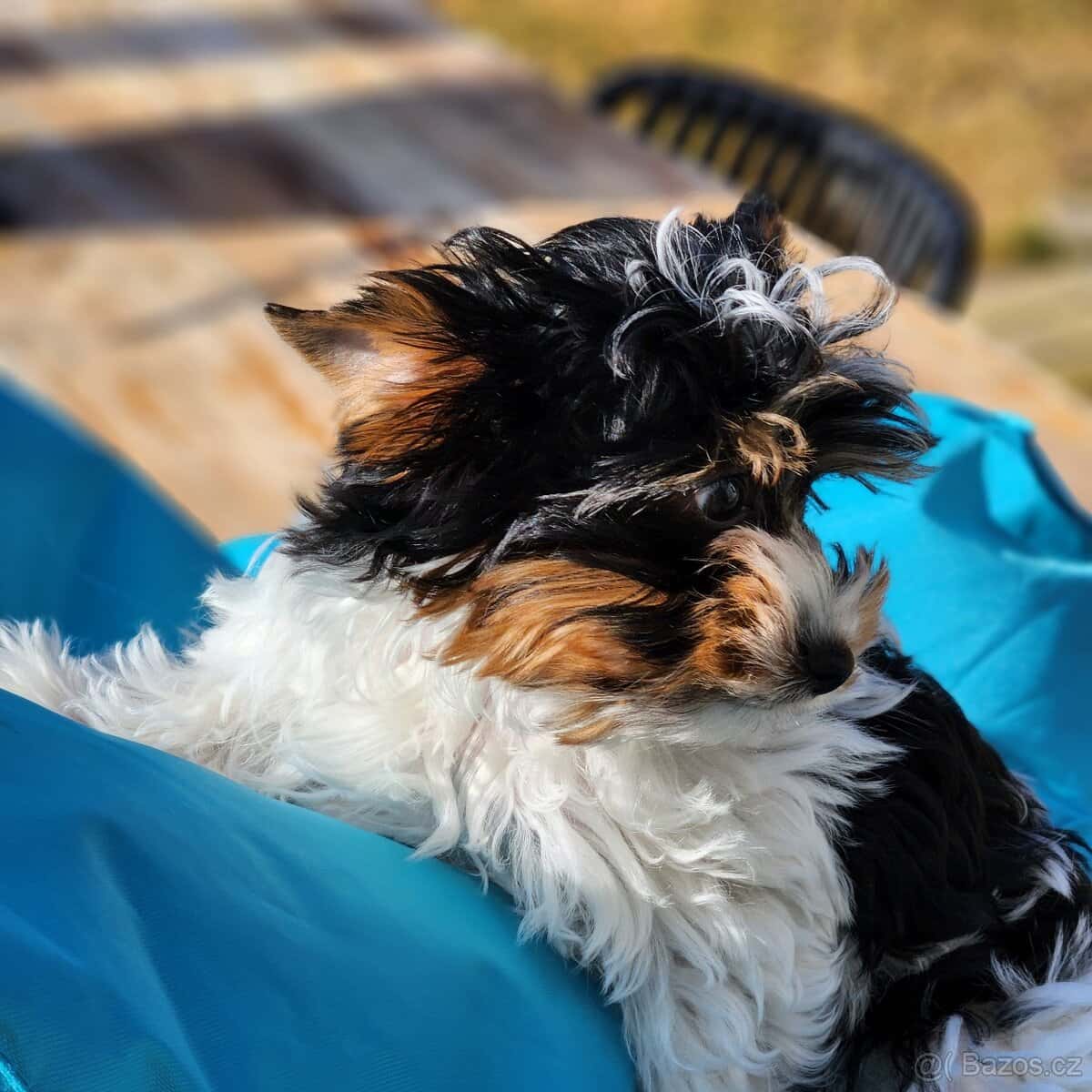 Jorkšírský teriér 4