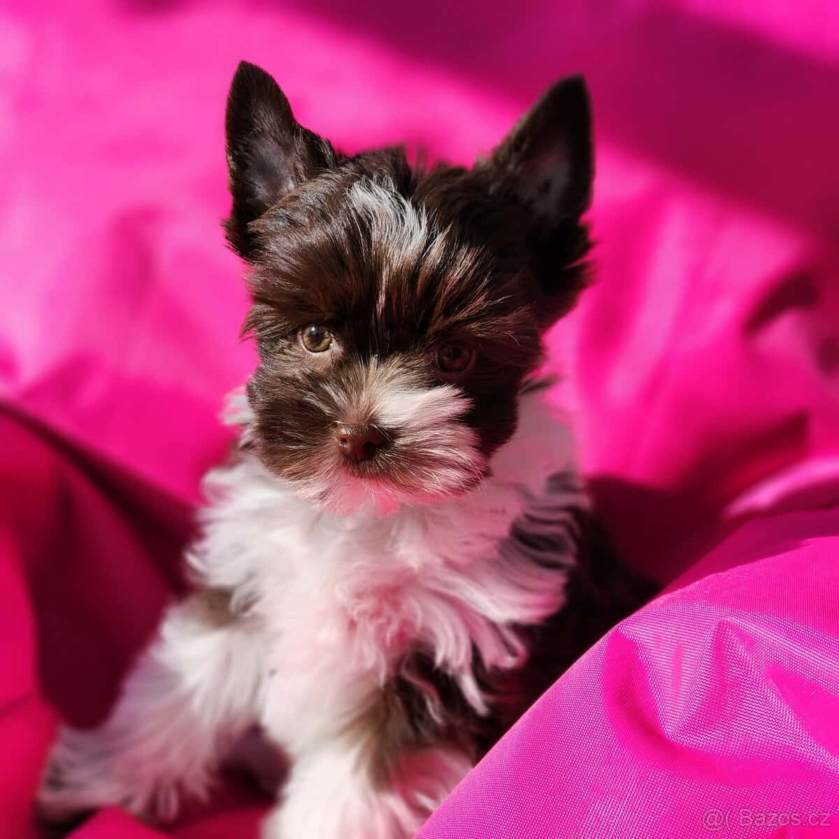 Jorkšírský teriér 8